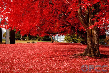 加拿大秋日红枫